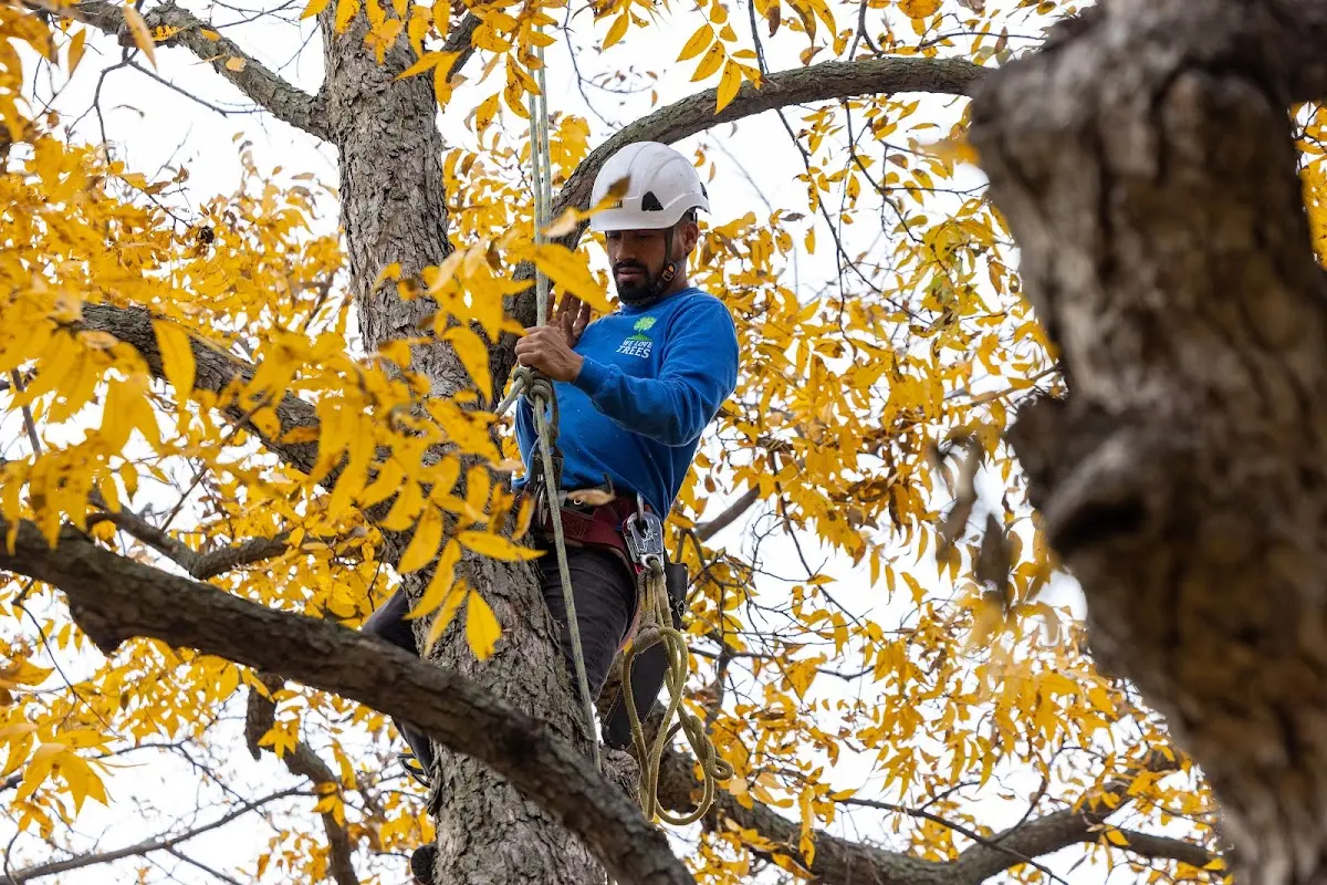 Skilled Tree Planting crew working in Chatsworth